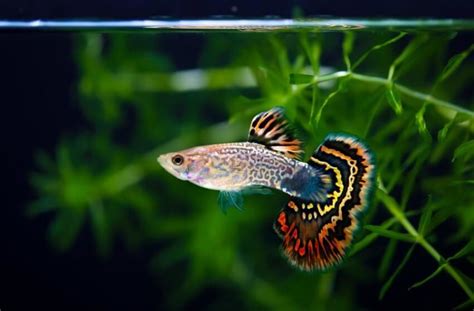 Guppy Care Guide: Lifespan, Size, Diet, Breeding &  .